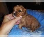 Small Photo #2 Cavalier King Charles Spaniel Puppy For Sale in HOWLAND, OH, USA