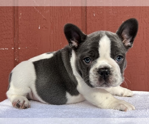 Medium Photo #18 French Bulldog Puppy For Sale in SAINT CLAIR, MI, USA