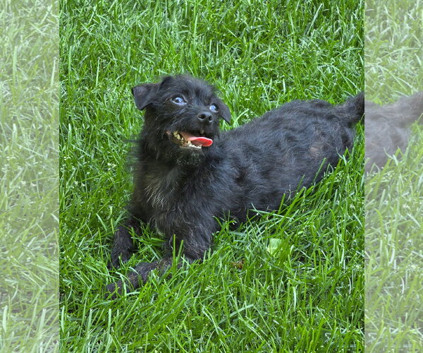 Medium Photo #4 Mutt Puppy For Sale in St. Louis Park, MN, USA