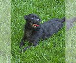 Small #3 Mutt