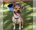 Small American Pit Bull Terrier Mix