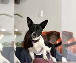 Small #3 Chihuahua Mix