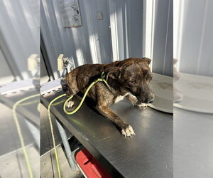 Chihuahua Dogs for adoption in Bakersfield, CA, USA