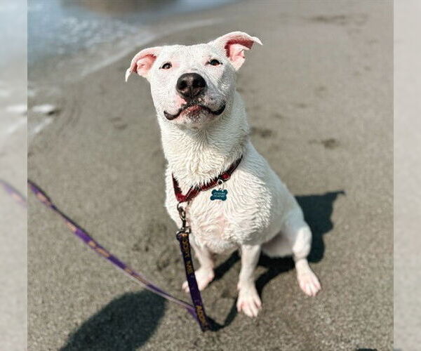 Medium Photo #2 American Pit Bull Terrier-Unknown Mix Puppy For Sale in McKinleyville, CA, USA