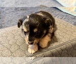 Image preview for Ad Listing. Nickname: Litter of 6