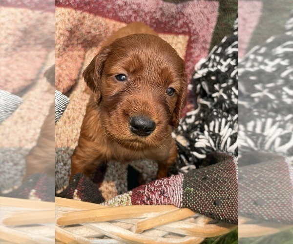 Medium Photo #14 Irish Setter Puppy For Sale in ONEONTA, NY, USA