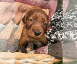 Small #13 Irish Setter
