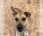 Small Photo #105 American Pit Bull Terrier-Unknown Mix Puppy For Sale in Kanab, UT, USA