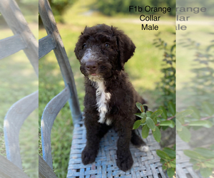 Bordoodle Puppy for sale in BAILEYTON, TN, USA