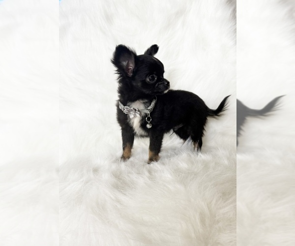 Medium Photo #3 Chihuahua Puppy For Sale in SACRAMENTO, CA, USA