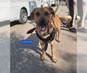 CHESTER - Male Labrador Retriever-Unknown Mix Dog for Adoption - Photo #2