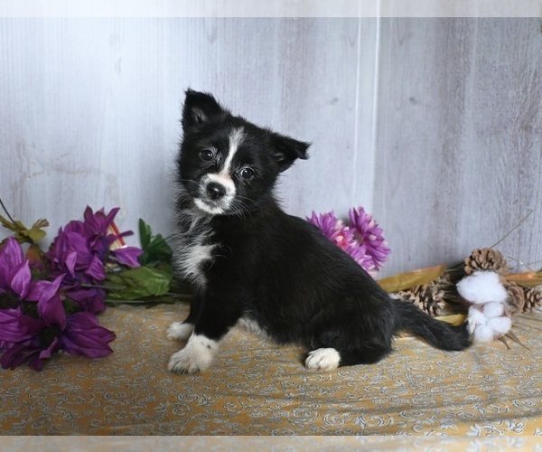 Medium Photo #1 Shiba Inu-Shih Tzu Mix Puppy For Sale in DRESDEN, OH, USA