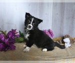 Small Photo #1 Shiba Inu-Shih Tzu Mix Puppy For Sale in DRESDEN, OH, USA