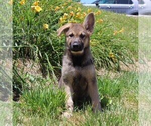 German Shepherd Dog Puppy for sale in STEWARTSTOWN, PA, USA