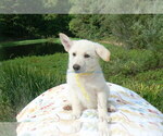 Small #6 German Shepherd Dog