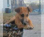 Small Mutt