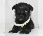 Small #1 Schnauzer (Miniature)