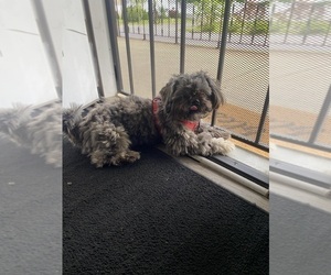 Shih Tzu Dog for Adoption in COLUMBUS, Ohio USA