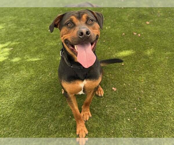 Medium Photo #6 Rottweiler-Unknown Mix Puppy For Sale in Martinez, CA, USA