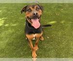 Small #5 Rottweiler Mix