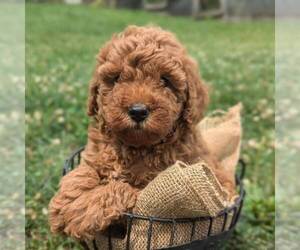 Poodle (Miniature) Puppy for sale in STATE COLLEGE, PA, USA