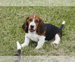 Small Photo #10 Basset Hound Puppy For Sale in MEMPHIS, MO, USA