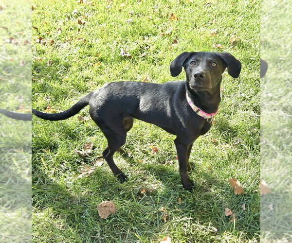 Medium Photo #3 Labrador Retriever-Unknown Mix Puppy For Sale in Mooresville, NC, USA