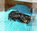 Small #1 Yorkshire Terrier