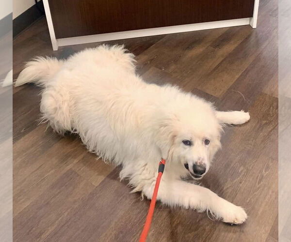 Medium Photo #9 Great Pyrenees Puppy For Sale in Spring, TX, USA