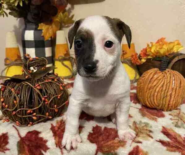 Medium Photo #3 Jack Russell Terrier Puppy For Sale in LINCOLN, IL, USA