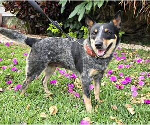Australian Cattle Dog Dogs for adoption in SAN FRANCISCO, CA, USA