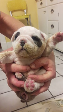 Medium Photo #1 Bulldog Puppy For Sale in WHEAT RIDGE, CO, USA