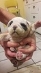 Small Photo #1 Bulldog Puppy For Sale in WHEAT RIDGE, CO, USA