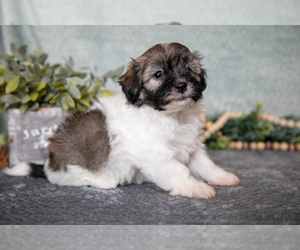 Medium Havanese