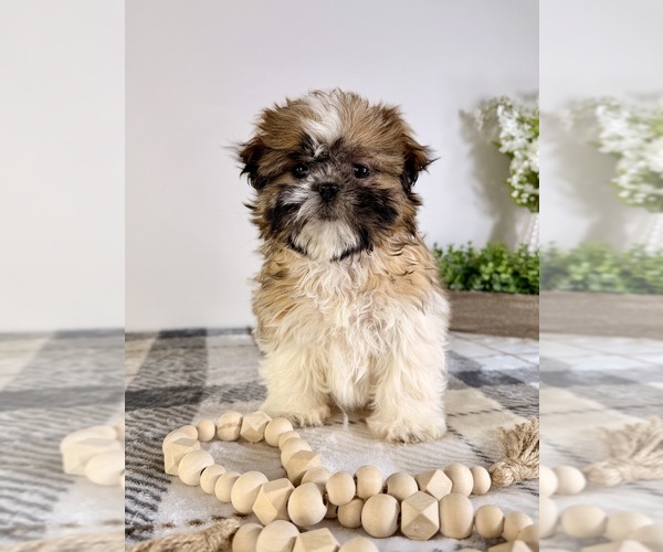 Medium Photo #3 Shih Tzu Puppy For Sale in GREENFIELD, IN, USA
