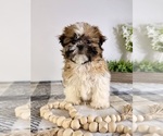 Small #2 Shih Tzu