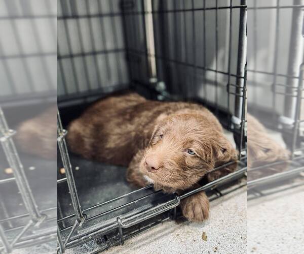Medium Photo #24 Labradoodle Puppy For Sale in ELIZABETH CITY, NC, USA