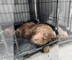 Small Photo #24 Labradoodle Puppy For Sale in ELIZABETH CITY, NC, USA
