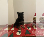 Small Photo #3 German Shepherd Dog Puppy For Sale in DOUGLASVILLE, GA, USA