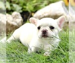 Small #2 French Bulldog