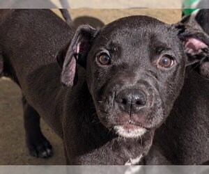 Mutt Dogs for adoption in Redwood City, CA, USA