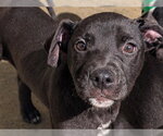 STETSON - Male Mutt Dog for Adoption - Small photo