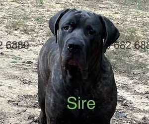Father of the Cane Corso puppies born on 05/31/2025