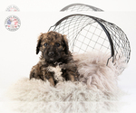 Small Photo #14 Saint Berdoodle Puppy For Sale in LEAVENWORTH, IN, USA