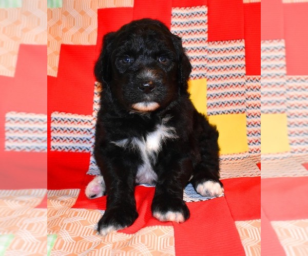 Medium Photo #4 Sheepadoodle Puppy For Sale in ASPERMONT, TX, USA