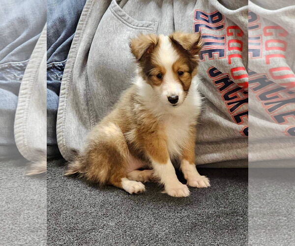 Medium Photo #9 Mutt Puppy For Sale in Columbus, OH, USA