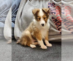AJai - Female Mutt Dog for Adoption - Photo #9