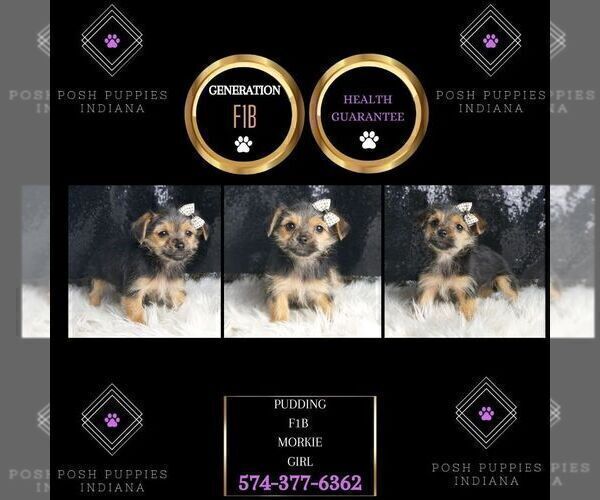 Medium Photo #69 Morkie Puppy For Sale in WARSAW, IN, USA