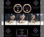 Small Photo #69 Morkie Puppy For Sale in WARSAW, IN, USA