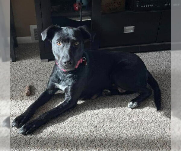 Medium Photo #4 Mutt Puppy For Sale in Sheboygan, WI, USA
